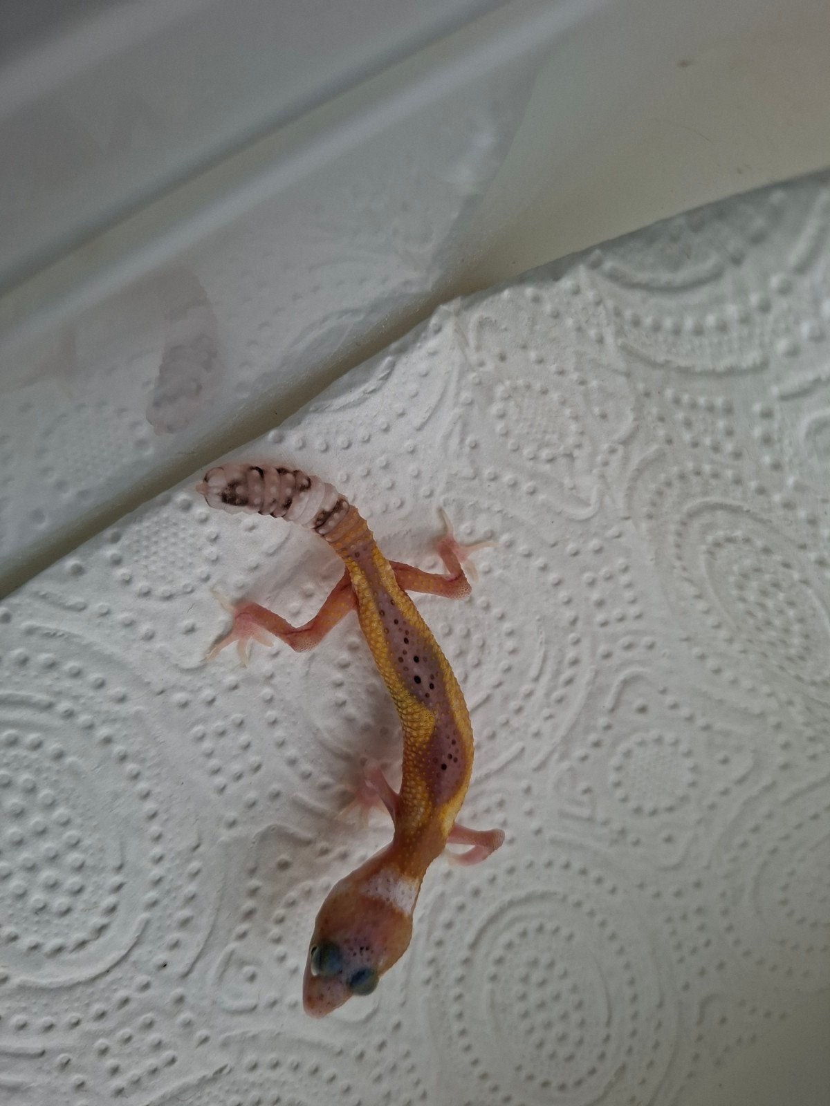 jonge luipaardgekko Leopard Gecko photo 2