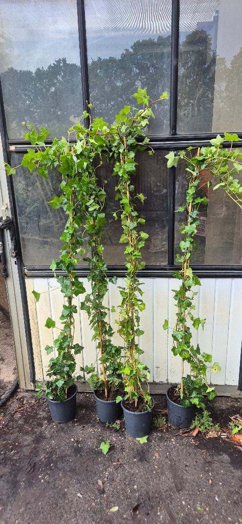 Ierse Klimop, Tuin en Terras, Planten | Tuinplanten, Vaste plant, Klimplanten, Halfschaduw, Bloeit niet, Ophalen
