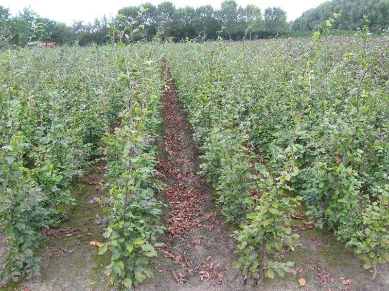 Beuken Haag groen en rood Fagus sylvatica 40 tm 150cm Groen, Tuin en Terras, Ophalen, Beukenhaag, 100 tot 250 cm