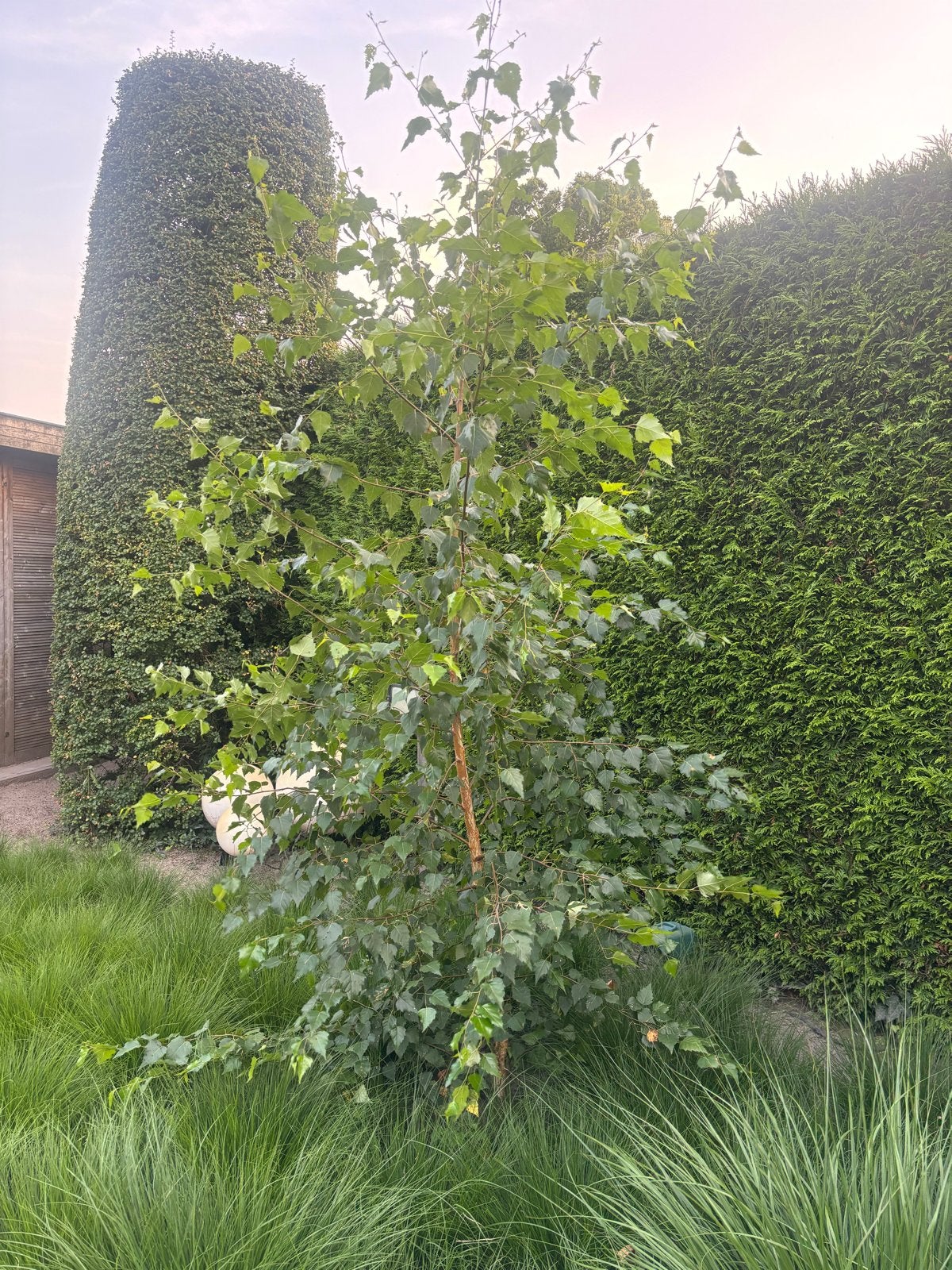 Jonge Berk (Betula) - Ideaal voor elke tuin, Tuin en Terras, Planten | Bomen, Overige soorten, Lente, 100 tot 250 cm, Ophalen
