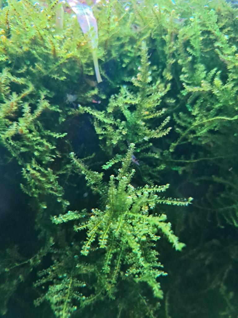Java mos., Dieren en Toebehoren, Vissen | Aquaria en Toebehoren, Ophalen, Nieuw, Plant(en), Steen of Hout