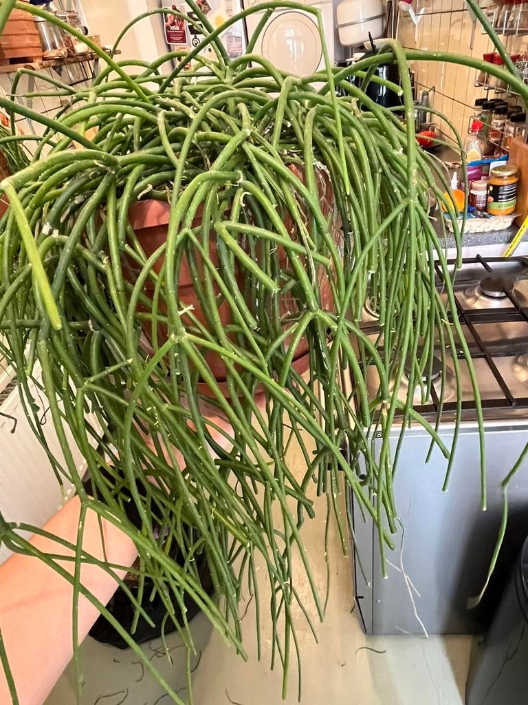 Rhipsalis cashero, Ophalen, Halfschaduw, Minder dan 100 cm