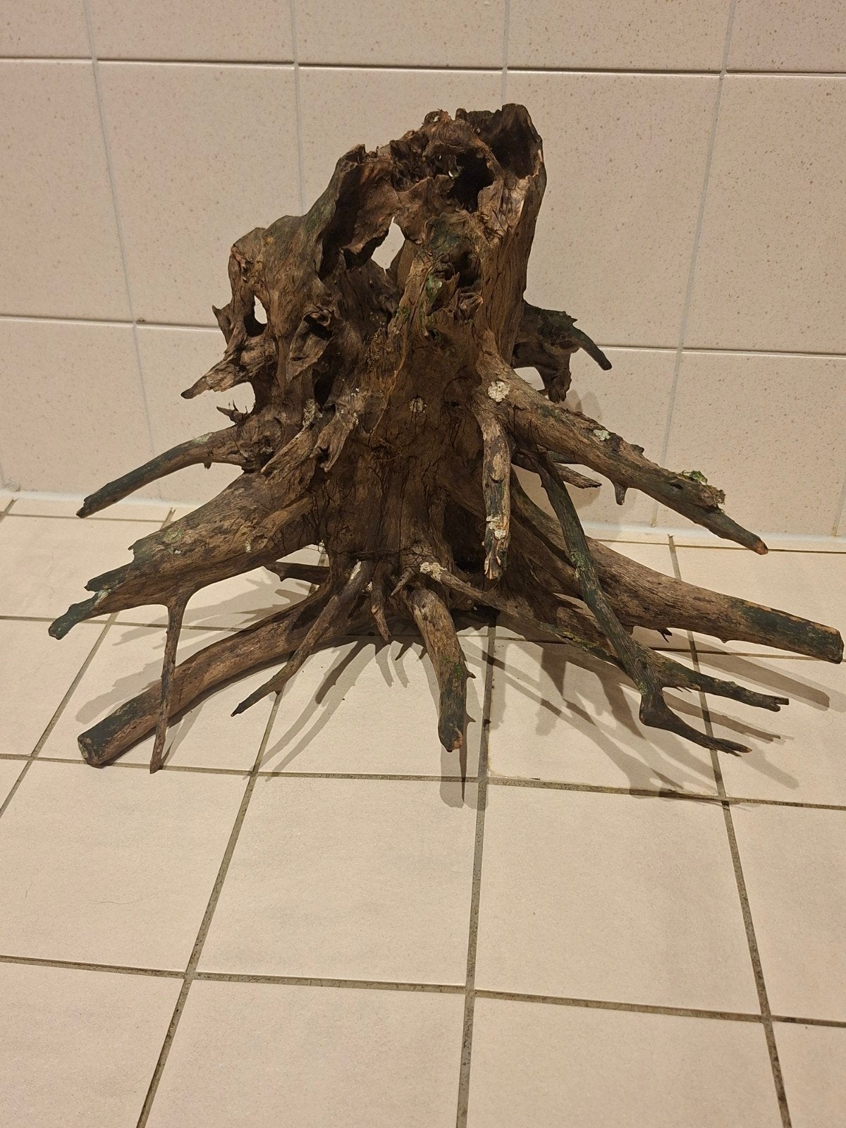 Aquarium hout, Dieren en Toebehoren, Ophalen, Plant(en), Steen of Hout