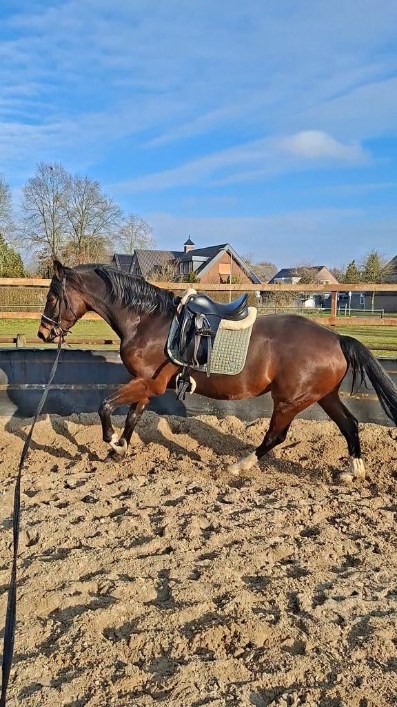 Merrie te koop v. Hernandez TN, Dieren en Toebehoren, Paarden, Merrie, Springpaard, Met stamboom, 170 tot 175 cm