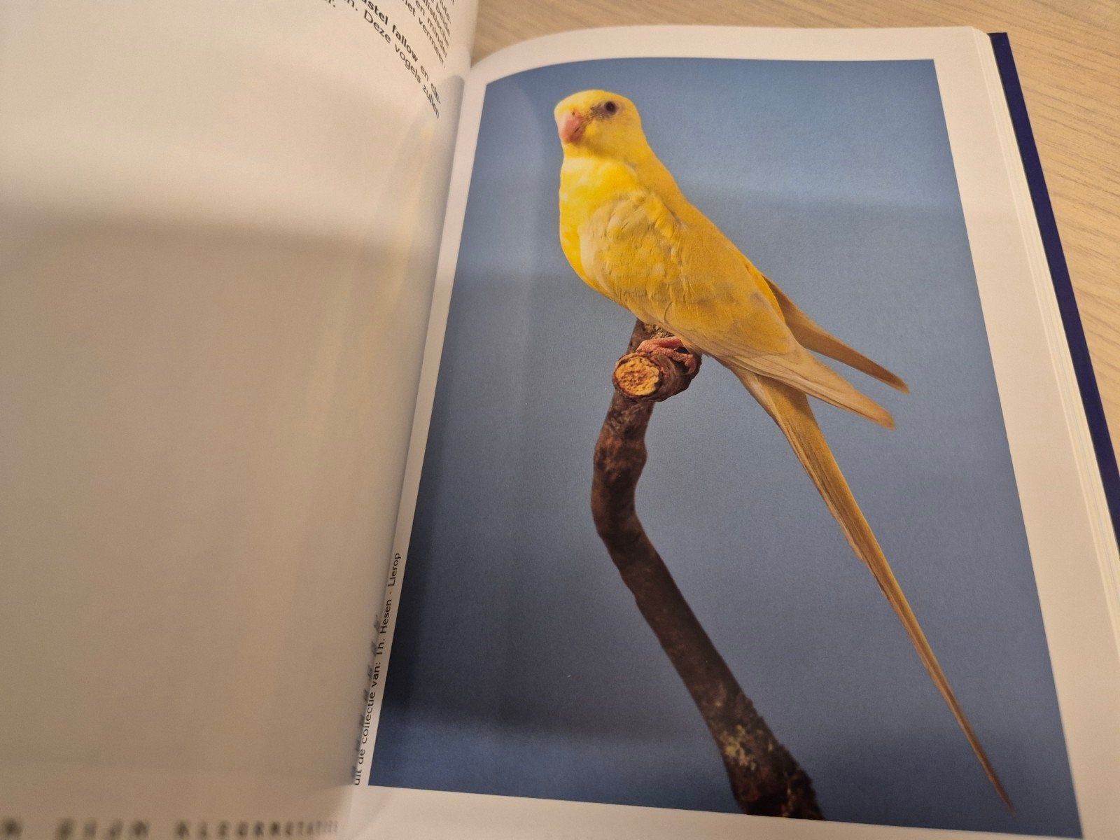 hardcover boek Australische parkieten vogels Hooded Roodrug, Ophalen of Verzenden, Nieuw, Vogels