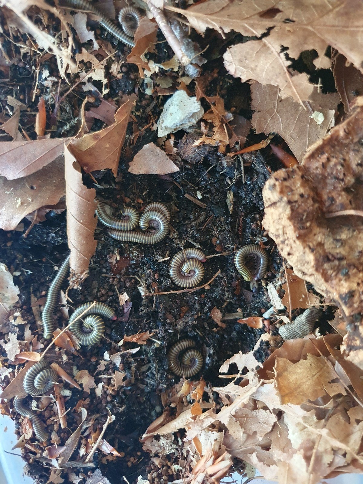 nakweek Anadenobolus Monilicornis miljoenpootjes, Spin of Schorpioen