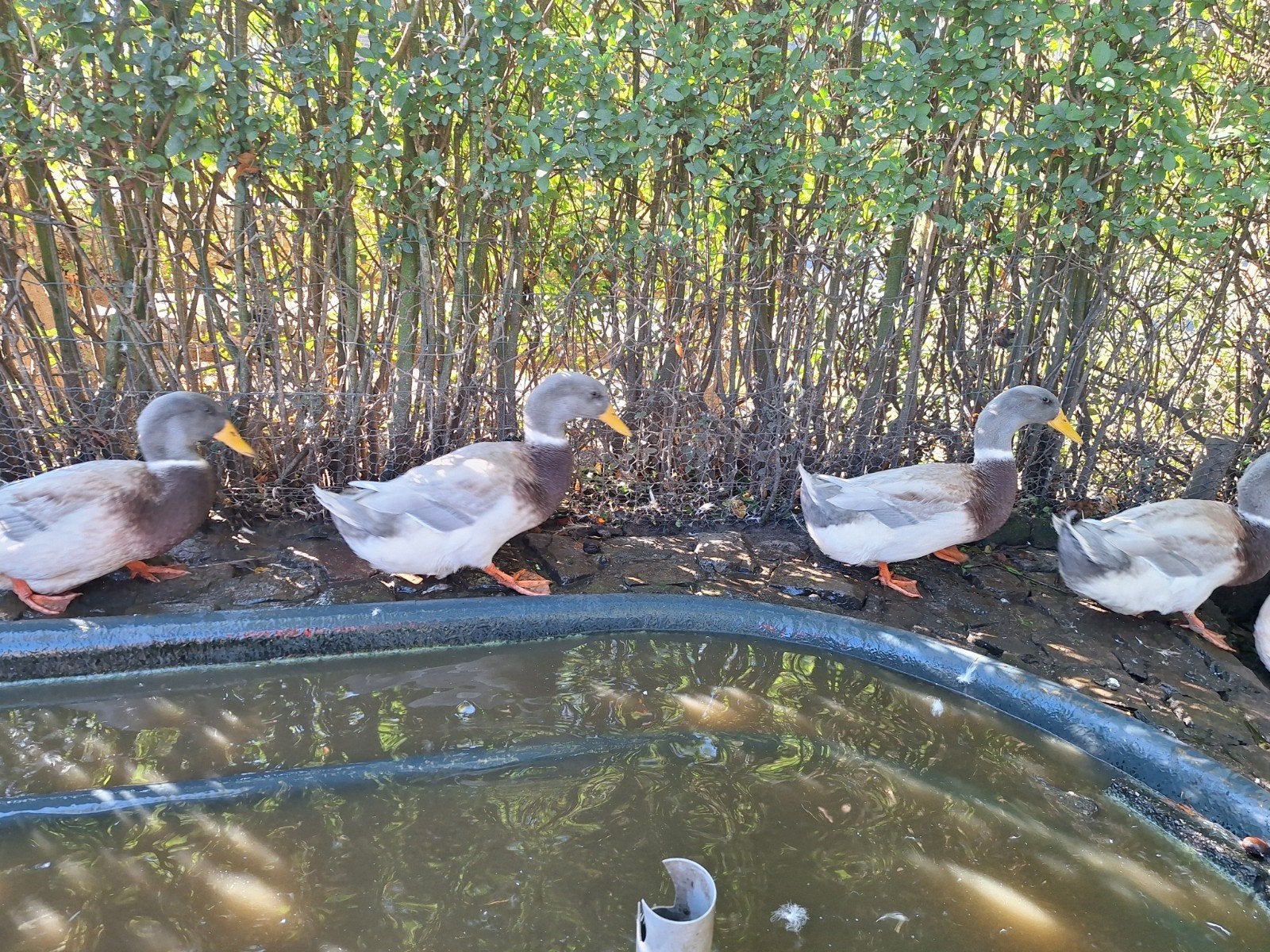 jonge mannetjes eend saksische eend woerd gratis, Dieren en Toebehoren, Mannelijk, Eend