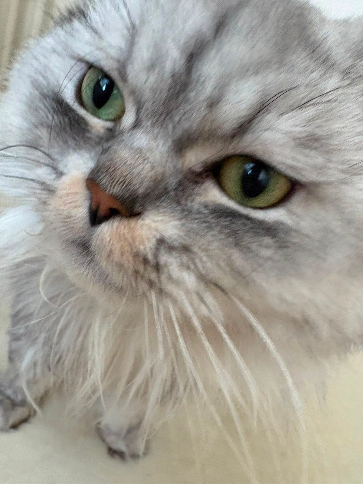 Britse Langhaar BLH kater, Dieren en Toebehoren, Katten en Kittens | Raskatten | Langhaar, Kater, 0 tot 2 jaar, Ontwormd, Ingeënt
