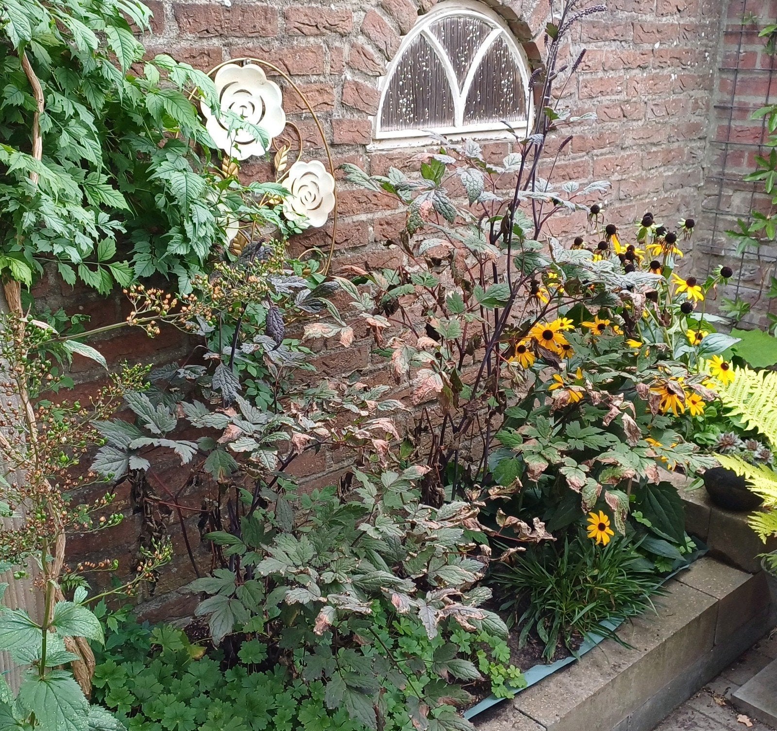 Twee Zilverkaarsen, Vaste plant, Halfschaduw, Herfst, Ophalen