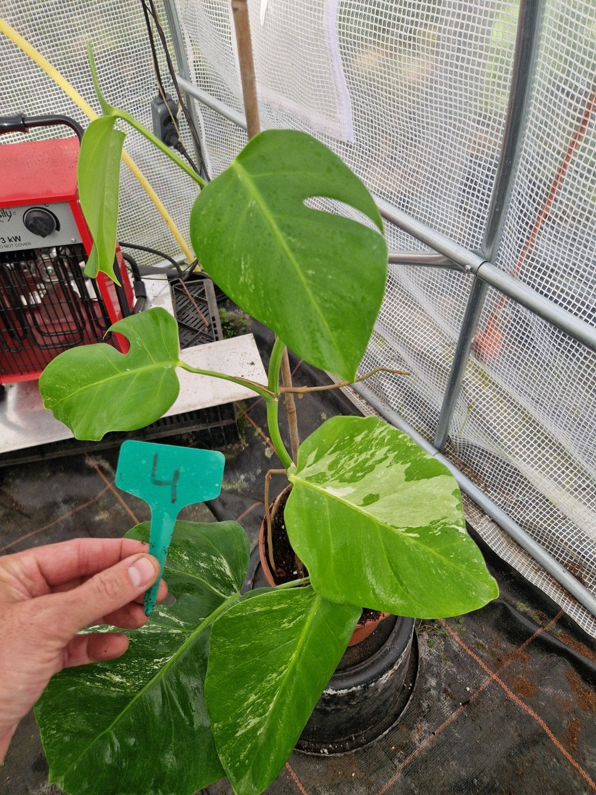 Monstera Deliciosa Albo Variegata #4 kamerplant, Ophalen of Verzenden, Halfschaduw, Minder dan 100 cm