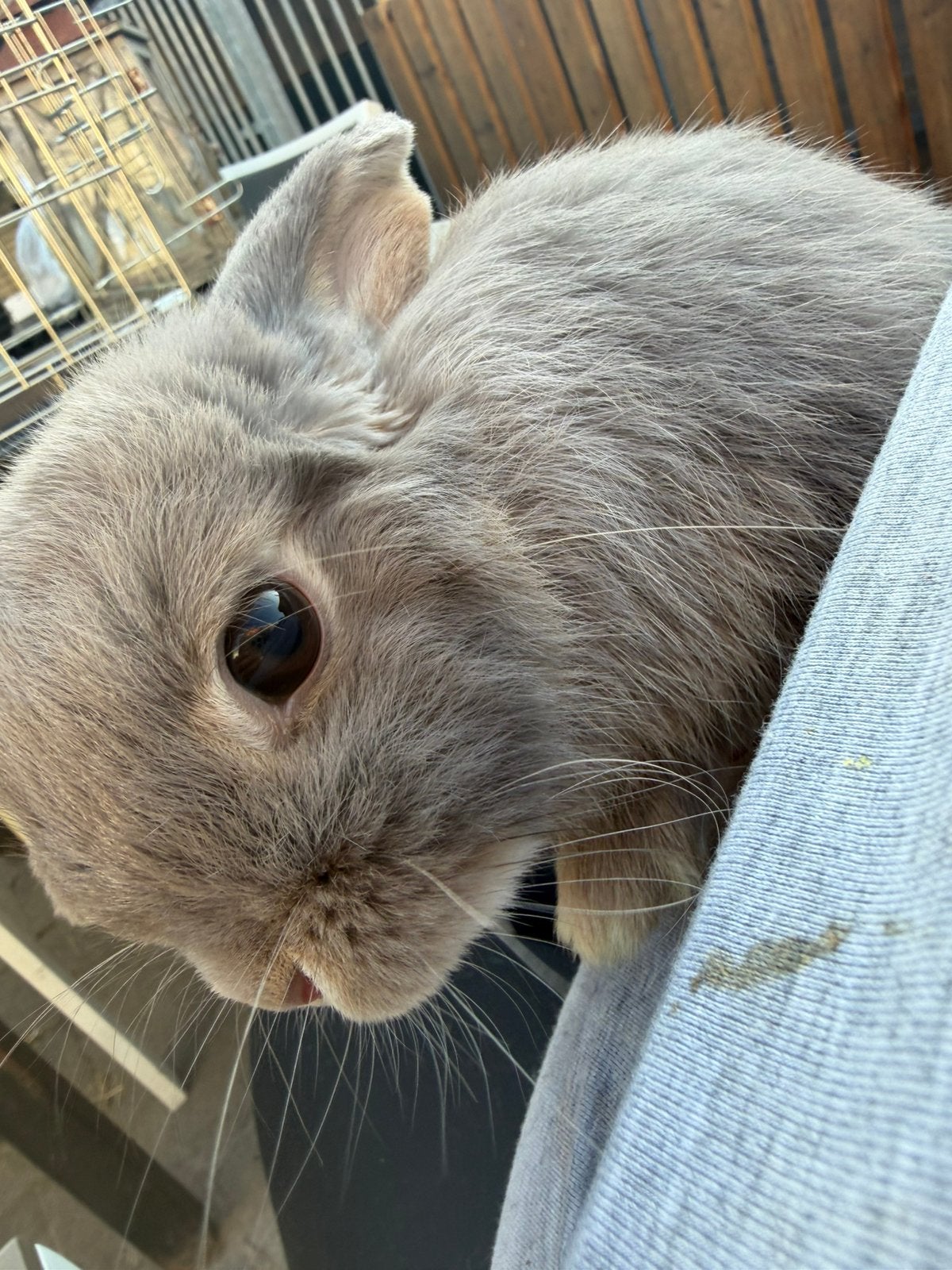 Konijn, Dieren en Toebehoren, Konijnen, Vrouwelijk, Dwerg