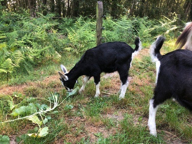 Toggenburger bokje, Dieren en Toebehoren, Schapen, Geiten en Varkens, Mannelijk, Geit, 0 tot 2 jaar