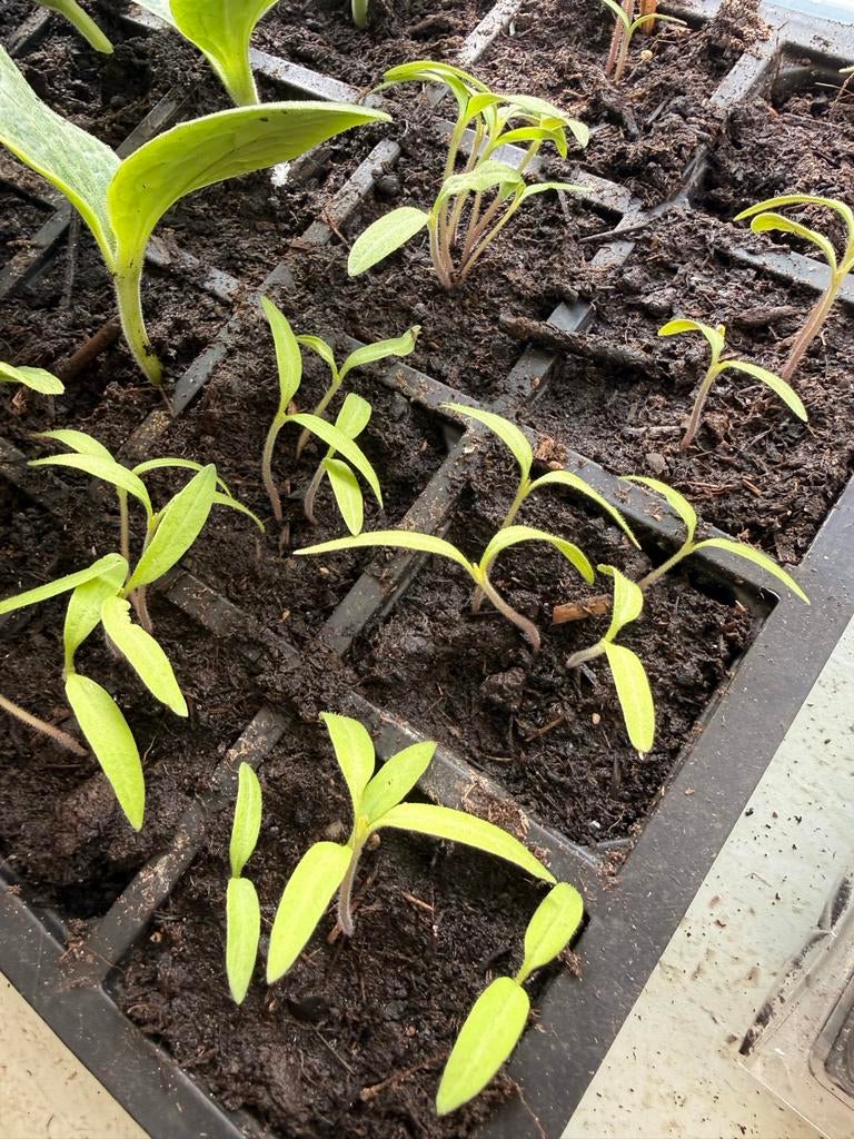 Vlees tomaat plantjes en meer 🌱🍅🥒🍆🍉🌸, Ophalen, Nieuw, Overige materialen