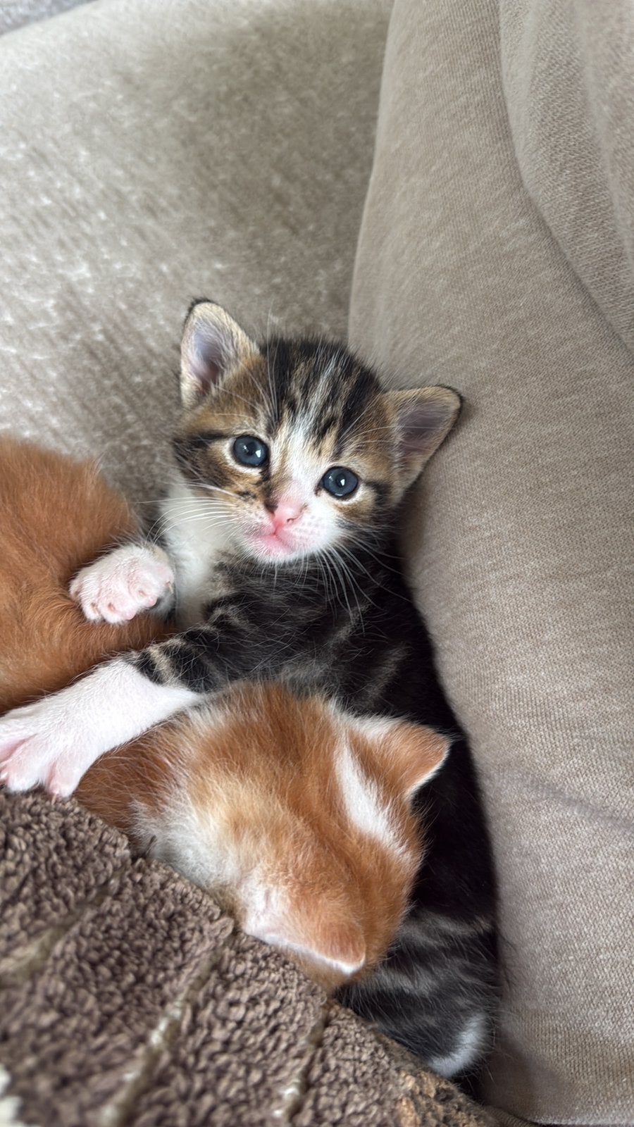 2 kittens te koop,, Dieren en Toebehoren, Meerdere dieren, Ontwormd