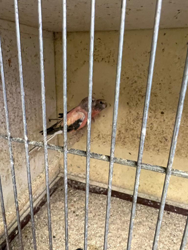 Diverse Vogels tekoop.  en  kooien  tekoop, Dieren en Toebehoren, Vogels | Parkieten en Papegaaien, Meerdere dieren, Parkiet