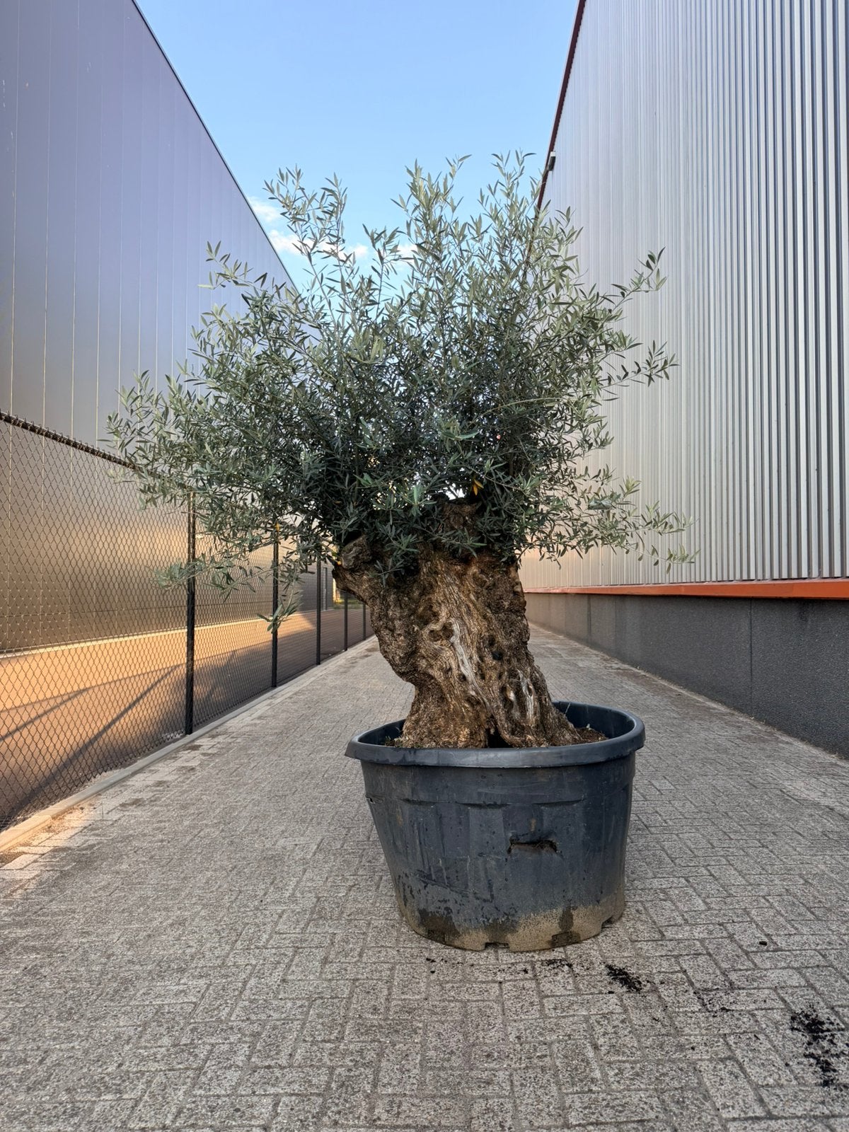 Olea europaea olijfboom stamomtrek 120/140 cm, Tuin en Terras, Planten | Bomen, 100 tot 250 cm, Olijfboom, Zomer, Ophalen