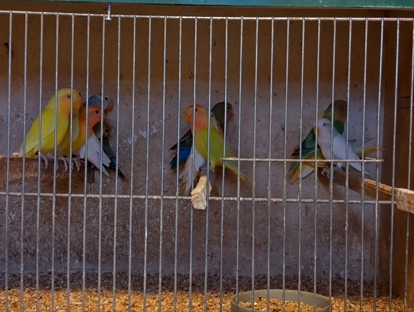 roseicollie agapornis, Meerdere dieren, Dwergpapegaai of Agapornis
