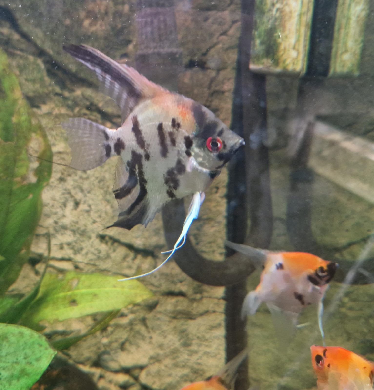 Koppel maanvissen samen voor €20, Dieren en Toebehoren, Vis