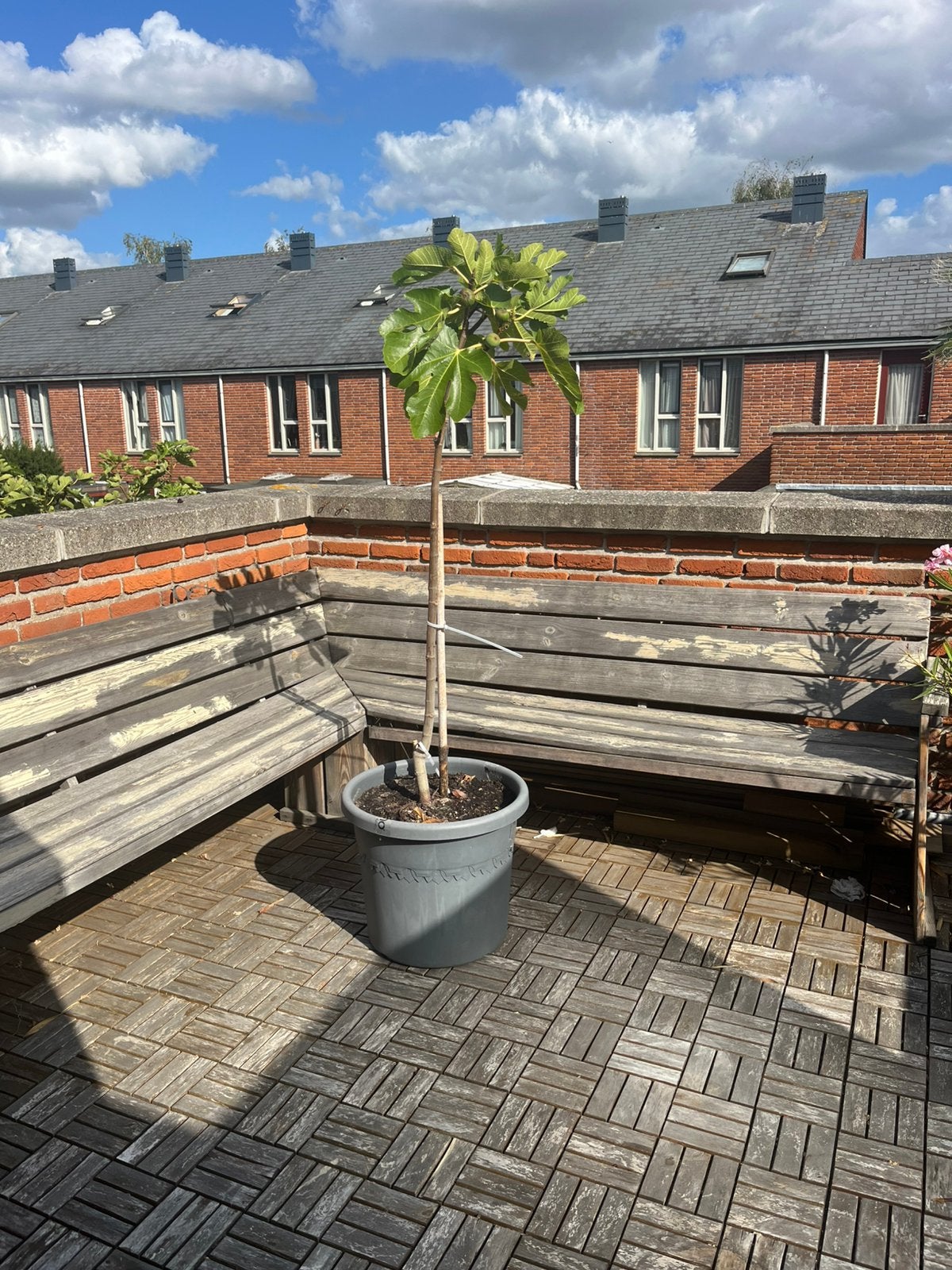 Vijgenboom, Tuin en Terras, Planten | Bomen, Bloeit niet, Overige soorten, 100 tot 250 cm, Ophalen