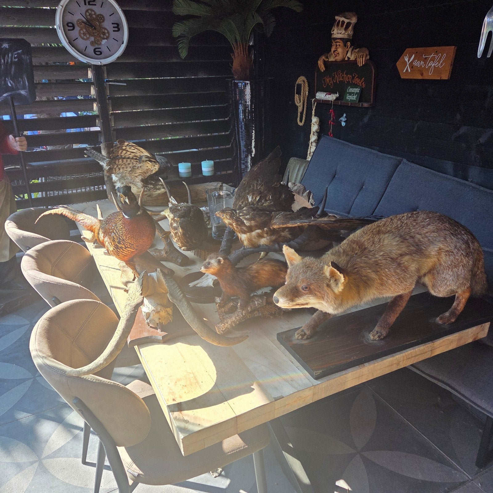 Taxidermie verzameling (opruiming ), Ophalen, Zo goed als nieuw, Overige soorten, Opgezet dier