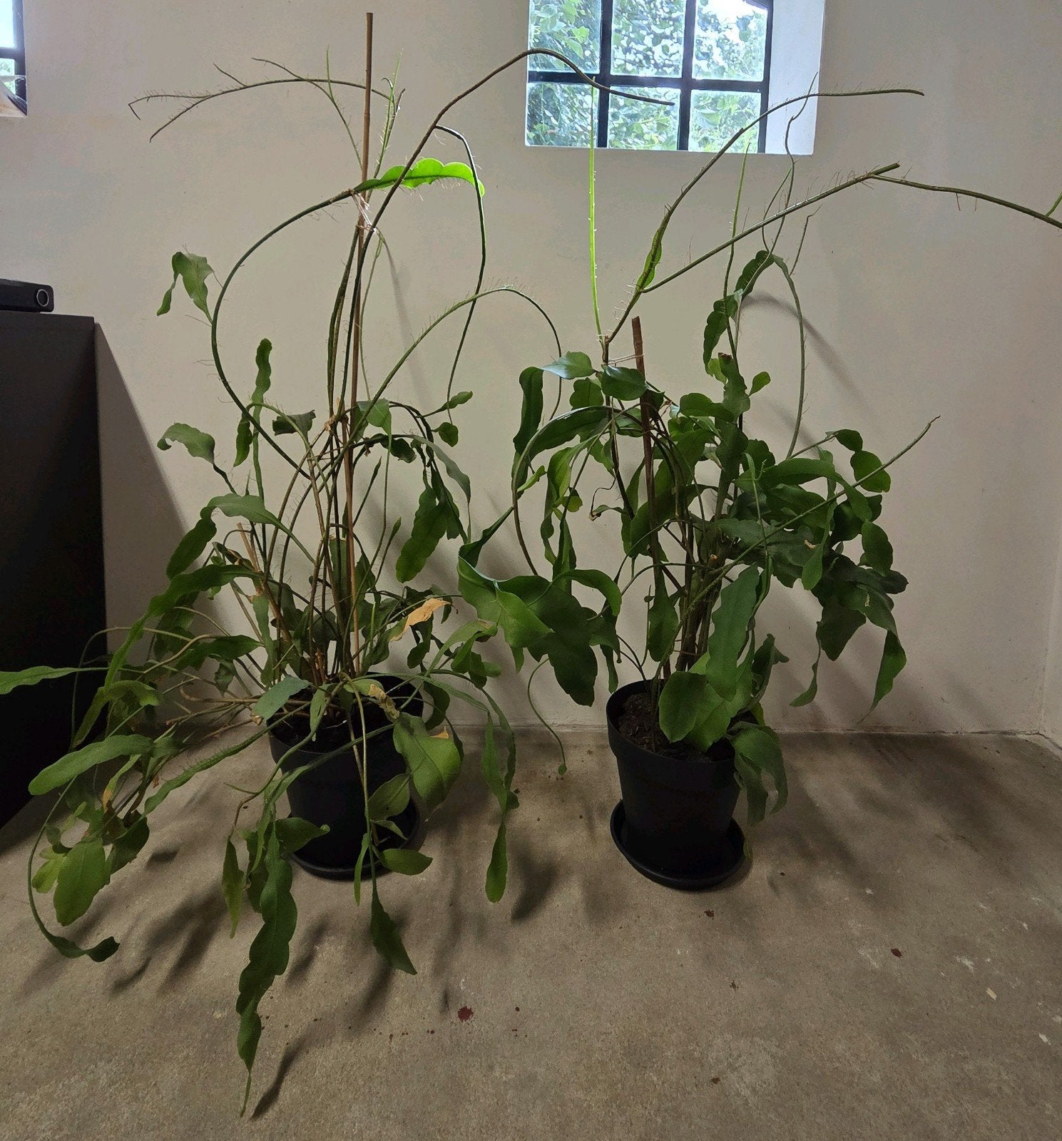 2 grote planten Queen of the night epiphyllum oxypetalum, Ophalen, Halfschaduw, 100 tot 150 cm
