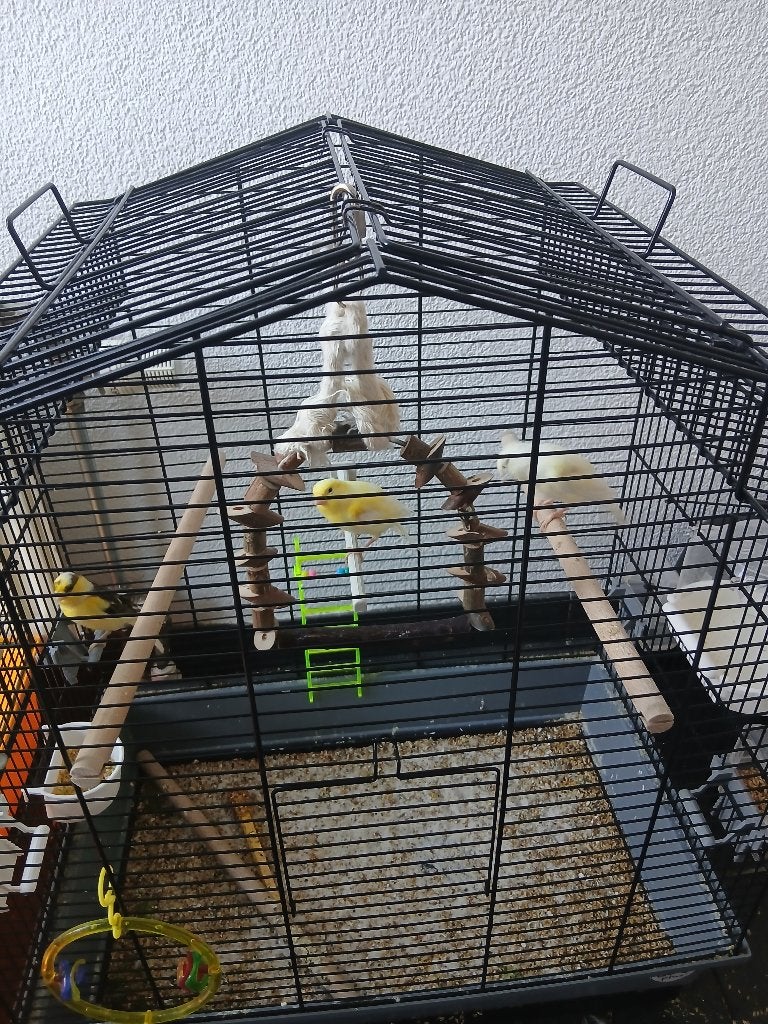 Kanaries te koop, Meerdere dieren, Kleurkanarie