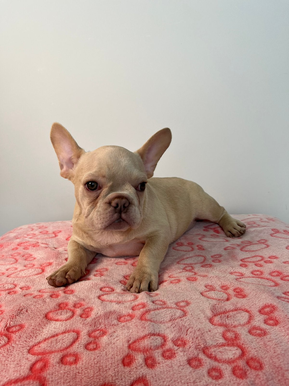 Raszuivere Platinum Light Cream Franse Bulldog pup teefje, 15 weken tot 1 jaar, Buitenland, Bulldog, Meerdere