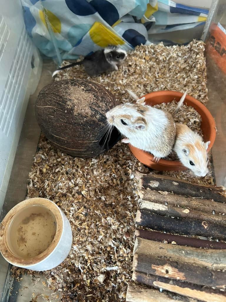 Gerbils te koop, Geslacht onbekend, Januari, Overige typen, Tam