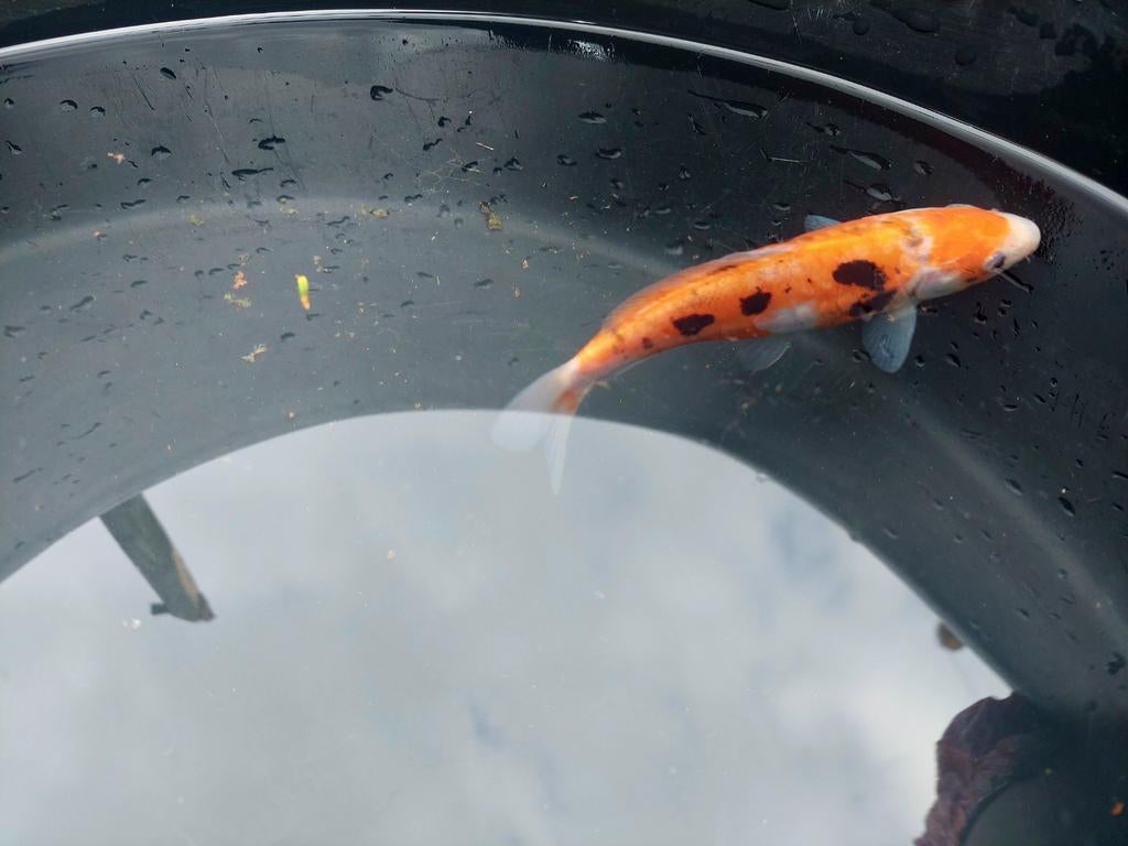 Te koop: Beni Kumonryu Koi 🫧, Karper of Koi