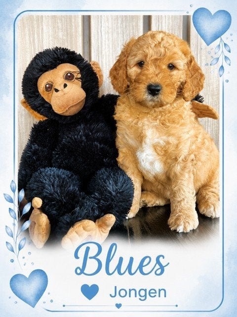 Prachtige Labradoodle pups zoeken hun forever home!, Parvo, Overige rassen, 8 tot 15 weken, Meerdere