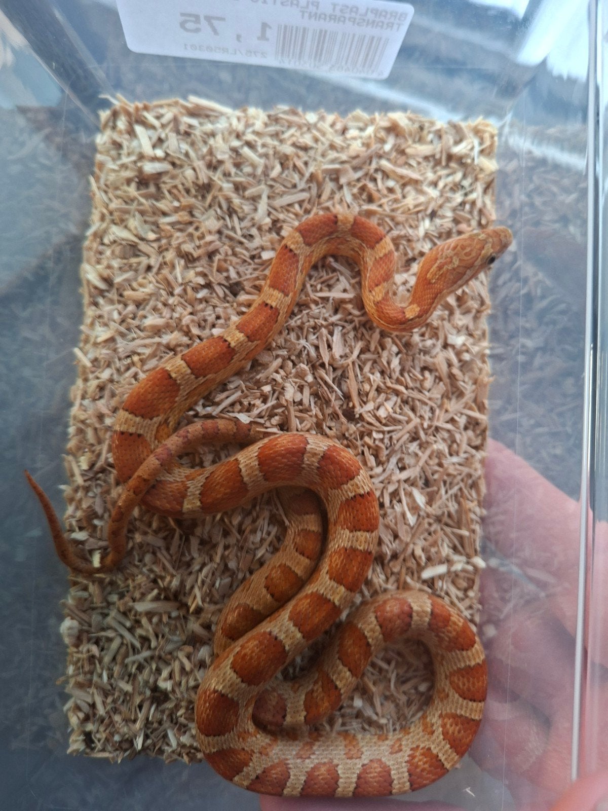 rattenslang het scaleless Rat Snake photo 2