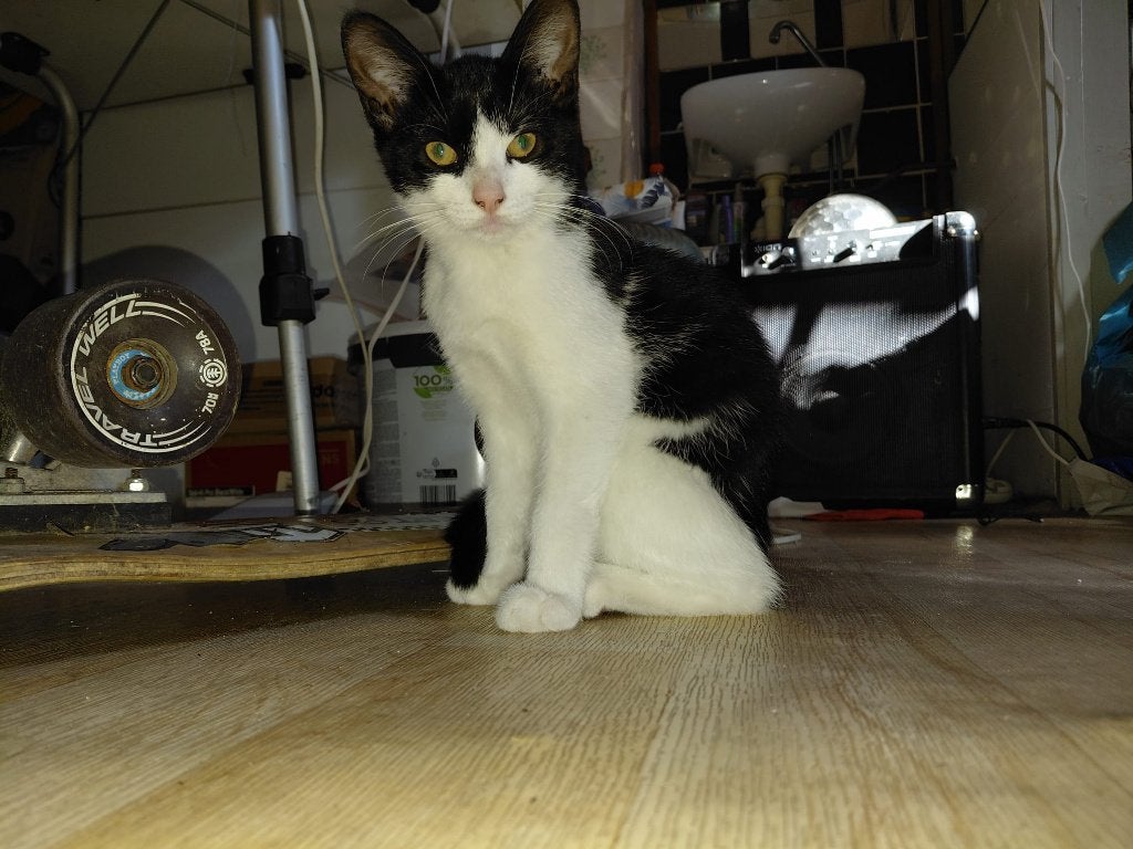 Kitten, Poes, Kortharig, 0 tot 2 jaar