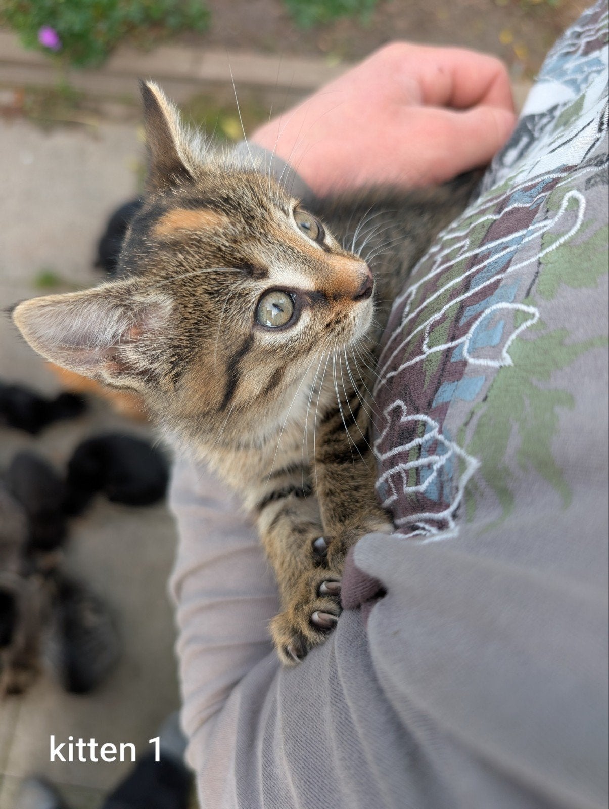 kittens te koop, 0 tot 2 jaar