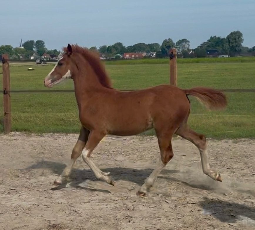 JONGE C & D PONY’S, Meerdere dieren, Met stamboom, 0 tot 2 jaar