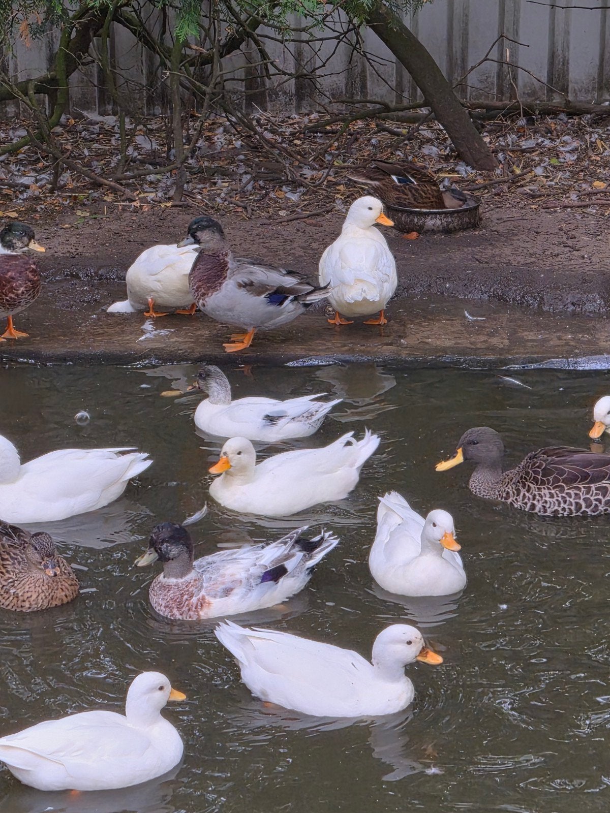Kwakers Kwakertjes Eenden, Dieren en Toebehoren, Meerdere dieren, Eend