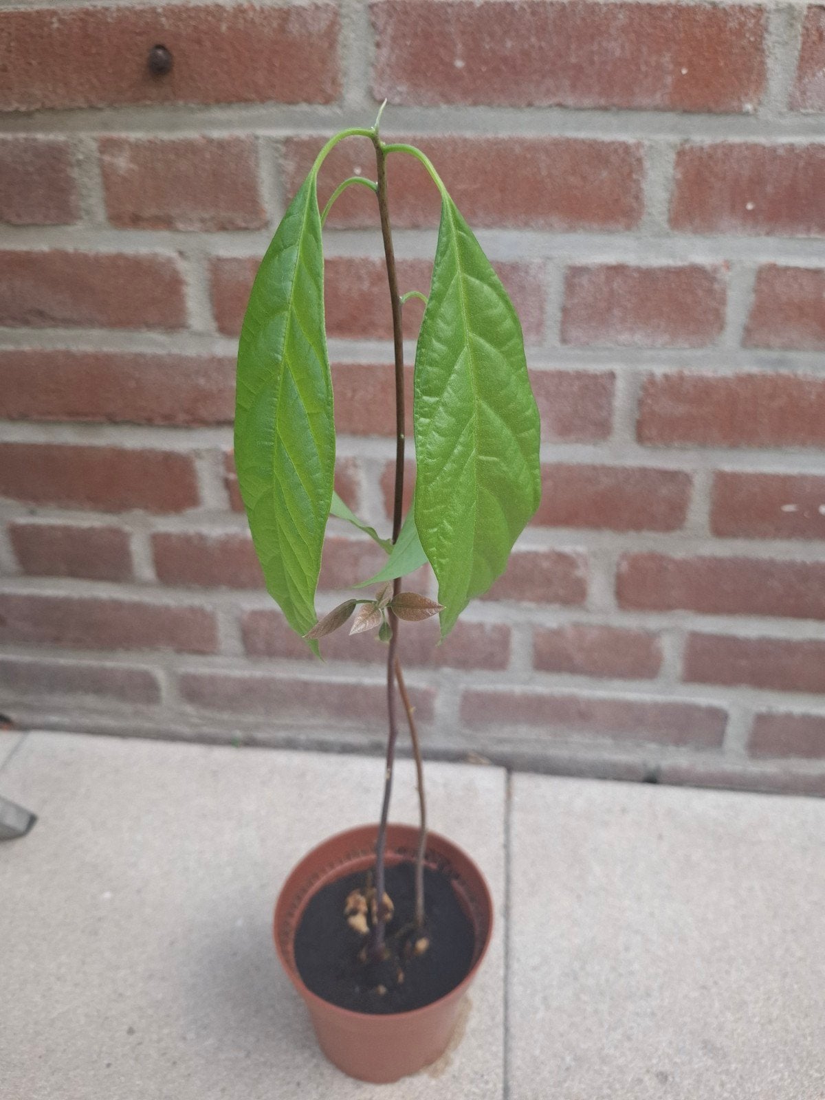 zelfgekweekte avocado plant, Ophalen, Volle zon