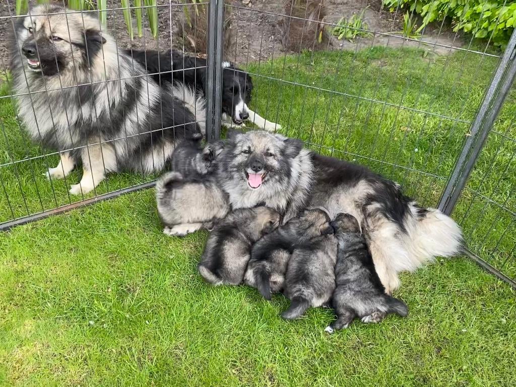 Wolfsgrijze keeshond pups, Dieren en Toebehoren, België, Particulier, Keeshond, Meerdere