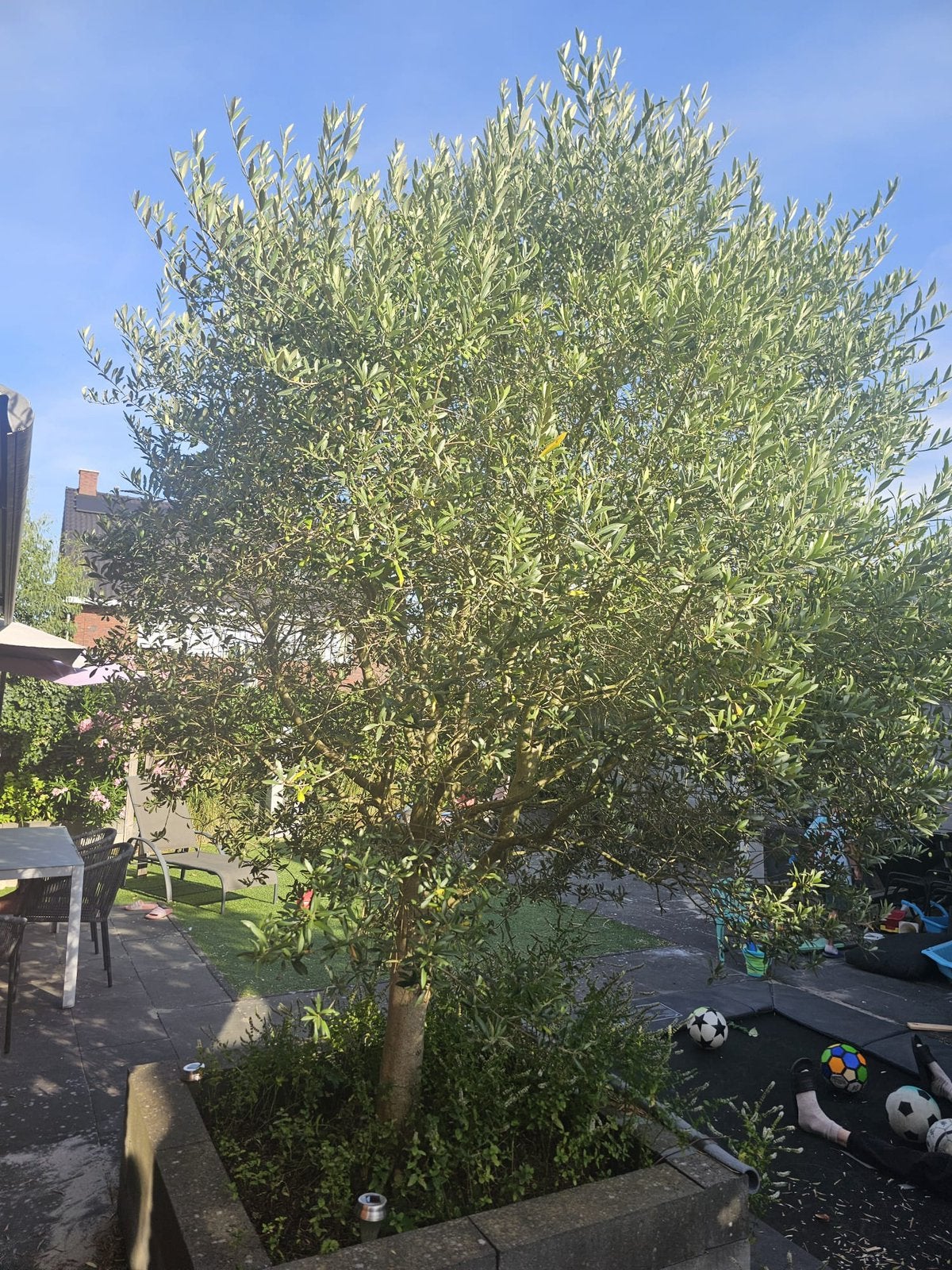 Mooie volle Olijfboom (Olea europaea), Olijfboom, 250 tot 400 cm, Zomer, Ophalen