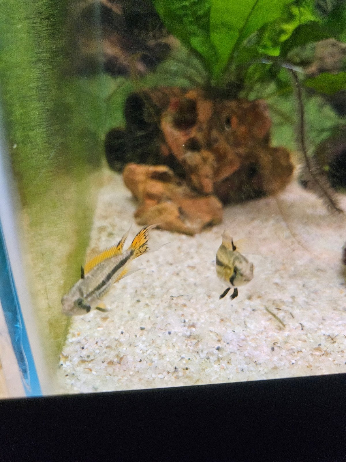 apistogramma cacatuides, Dieren en Toebehoren, Vis