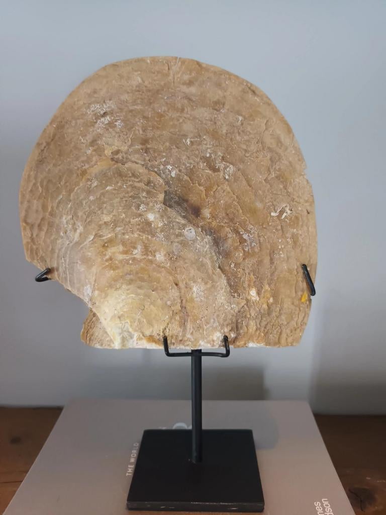 Dienblad decoratie schelpje op voet sculptuur koffietafelboe, Ophalen, Beige, Nieuw, Natuurlijk materiaal