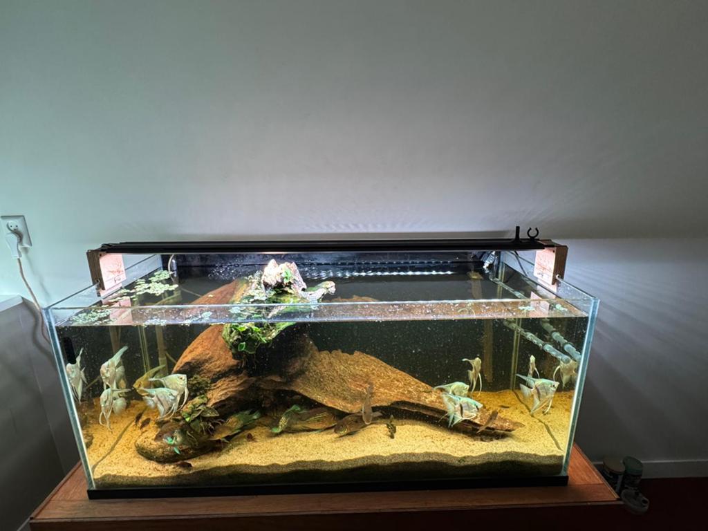Rimless aquarium, Ophalen, Verwarming, Zo goed als nieuw, Gevuld zoetwateraquarium
