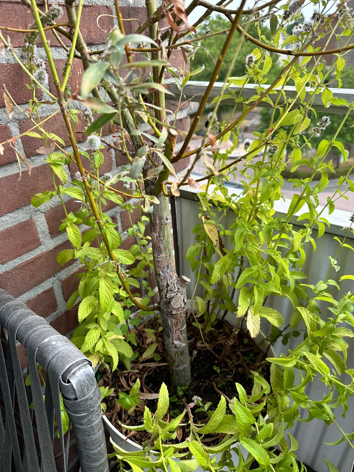 GRATIS Wilgenboompje op stam, Tuin en Terras, Overige soorten, 100 tot 250 cm, Zomer, Ophalen