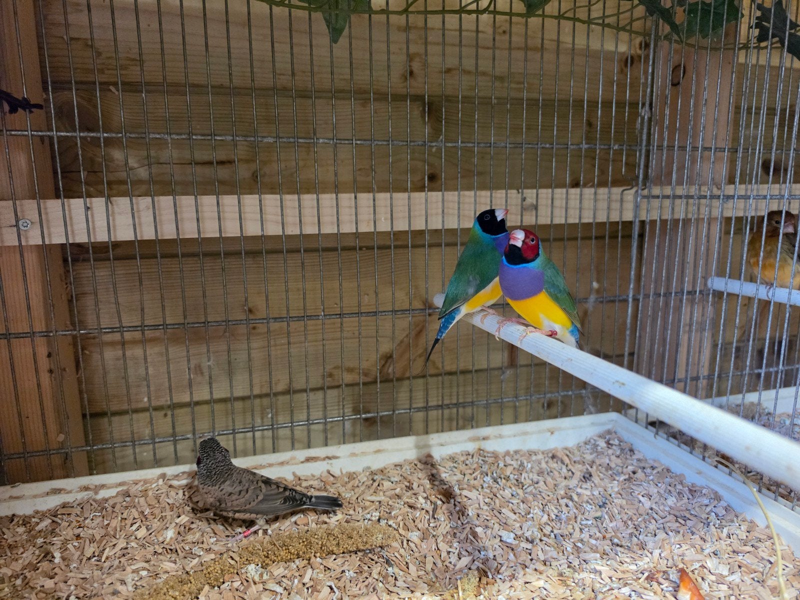 diverse tropen en kanaries, Dieren en Toebehoren, Vogels | Overige Vogels, Meerdere dieren