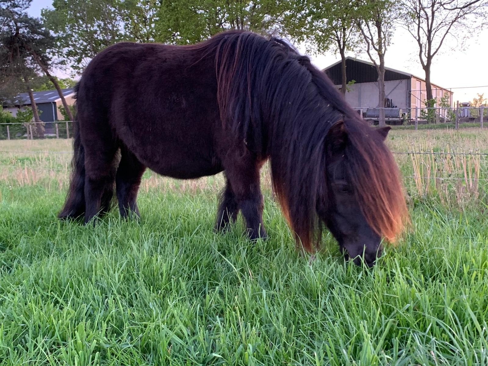 1ste premie kroon merrie, Dieren en Toebehoren, Merrie
