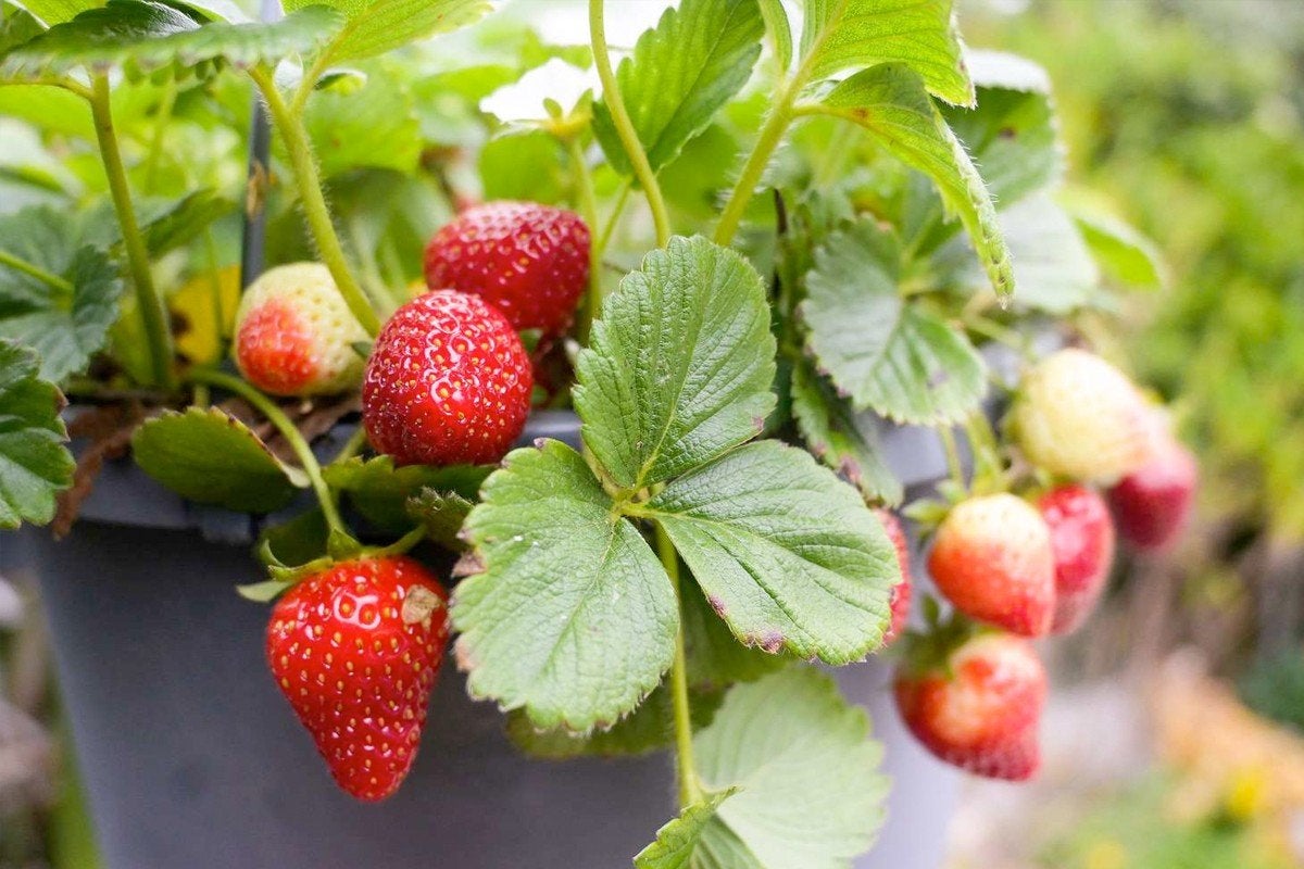 Verse aardbeien plantjes voor eigen kweek, Ophalen, Volle zon, Vaste plant, Zomer