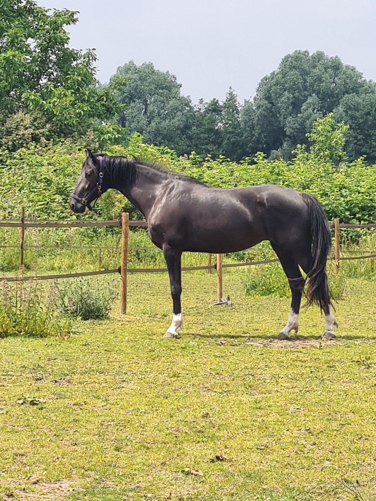 Mooie 3 jarige zwarte merrie, van de fokker., Dieren en Toebehoren, Paarden, Merrie, Met stamboom, Dressuurpaard, 3 tot 6 jaar