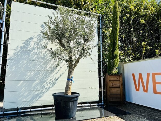 Olijfboom - Olea Europea - stamomvang 40 -50 cm, Ophalen of Verzenden, 100 tot 250 cm, Olijfboom, Zomer