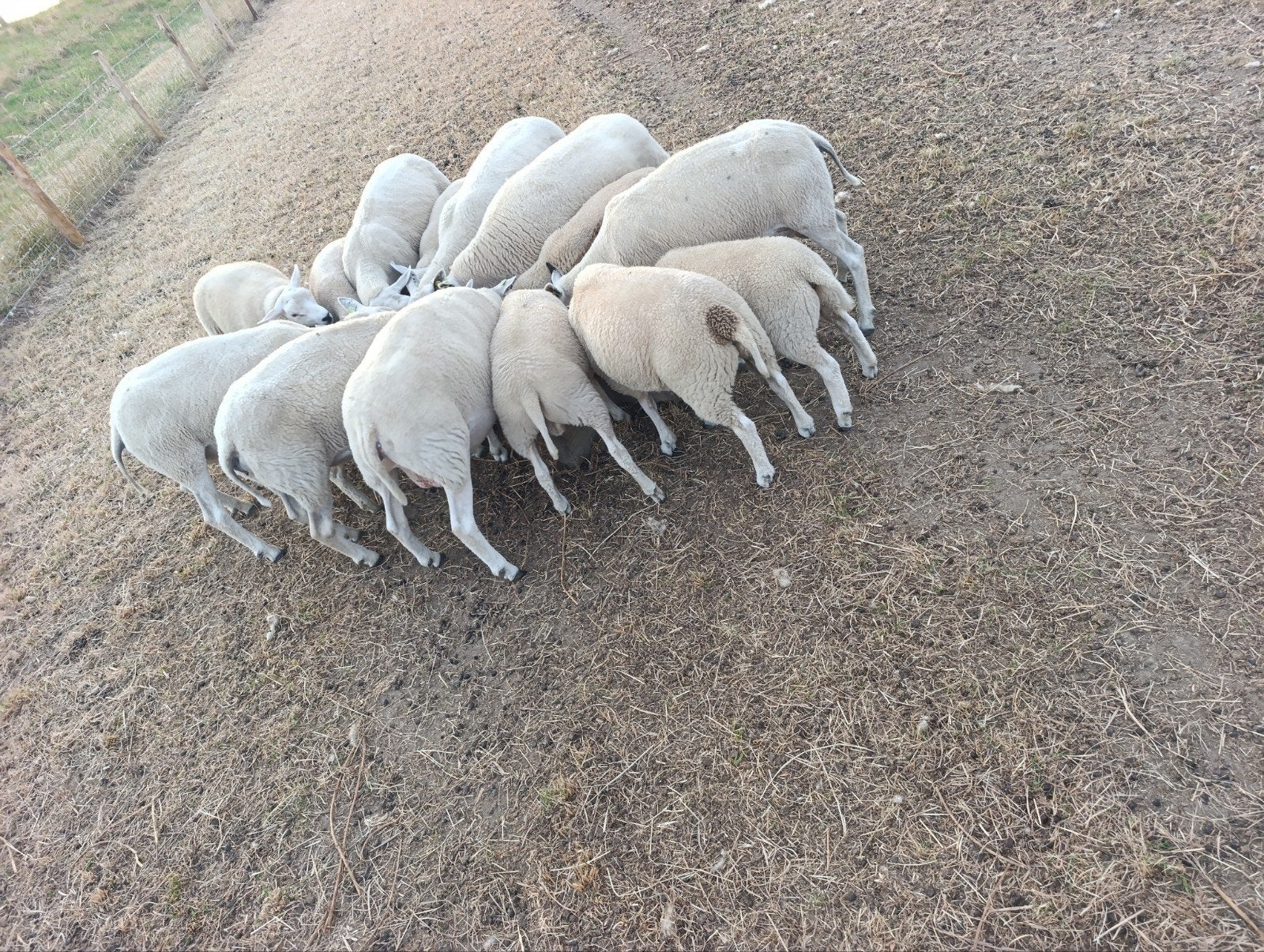 lammeren schapen  te koop, Meerdere dieren, Schaap