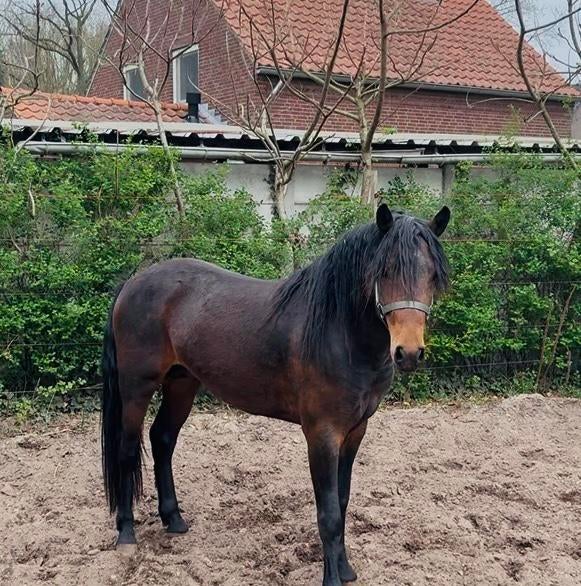 Aparte 3 jarige D pony New Forest, Met stamboom, Ruin, Dressuurpony, 3 tot 6 jaar
