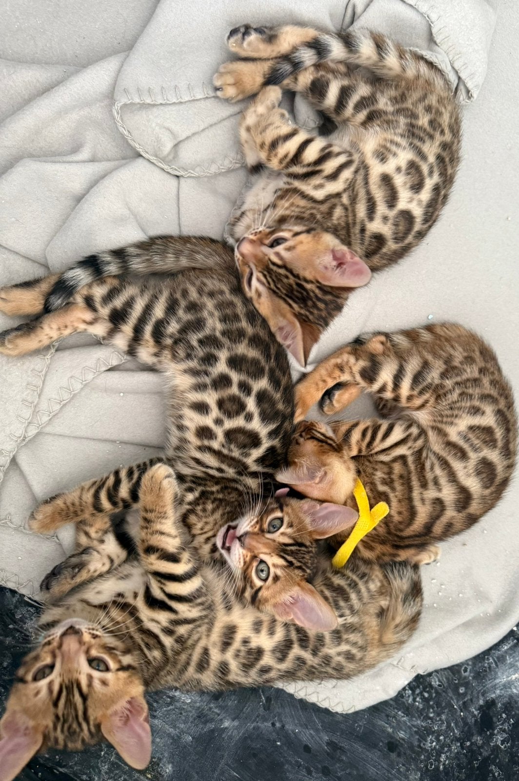 Prachtige bengaal kittens beschikbaar, Dieren en Toebehoren, Katten en Kittens | Raskatten | Korthaar, Meerdere dieren